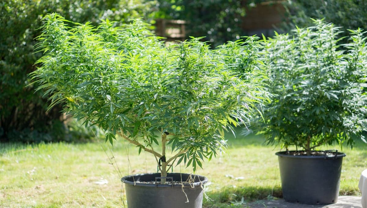 Hanf Blüten richtig pflegen: Mit dem Metrop AminoXtrem Bio-Pflanzen- und Blüten Booster zum perfekten Ergebnis