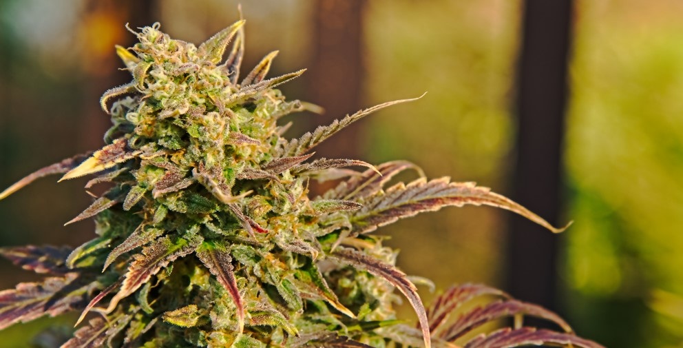 CBD Blüten – Der Geschmack von frischen und natürlichen Hanfblüten