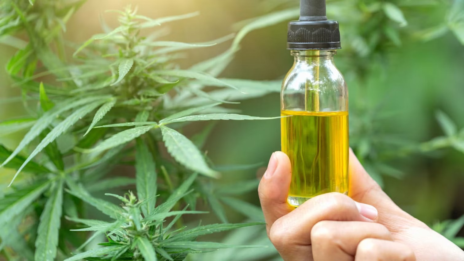 THC Öl Herstellung Schritt für Schritt – Wissen von Cbdladen